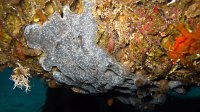 100 Didemne spongieux (Diplosoma spongiforme)
